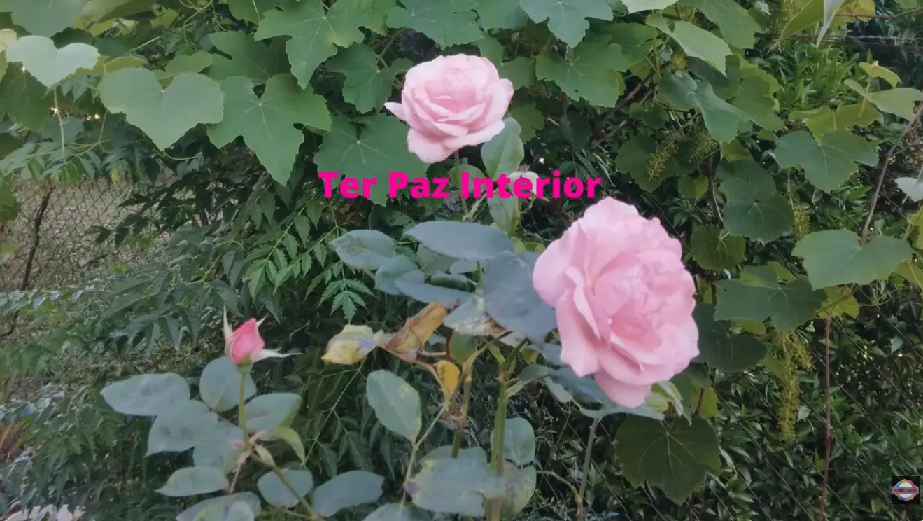 Meditação para o Bem-estar